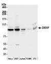 C1orf107 / DEF Antibody - Detection of human and mouse DIEXF by western blot. Samples: Whole cell lysate (50 µg) from HeLa, HEK293T, Jurkat, mouse TCMK-1, and mouse NIH 3T3 cells prepared using NETN lysis buffer. Antibody: Affinity purified rabbit anti-DIEXF antibody used for WB at 0.1 µg/ml. Detection: Chemiluminescence with an exposure time of 30 seconds.