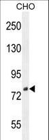 C1orf107 / DEF Antibody - DEF Antibody western blot of CHO cell line lysates (35 ug/lane). The DEF antibody detected the DEF protein (arrow).