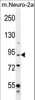 C1orf107 / DEF Antibody - DEF Antibody western blot of mouse Neuro-2a cell line lysates (35 ug/lane). The DEF antibody detected the DEF protein (arrow).