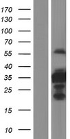 C1orf110 Protein - Western validation with an anti-DDK antibody * L: Control HEK293 lysate R: Over-expression lysate