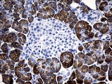 C1orf111 Antibody - Immunohistochemical staining of paraffin-embedded Human pancreas tissue within the normal limits using anti-C1orf111 mouse monoclonal antibody. (Heat-induced epitope retrieval by 1mM EDTA in 10mM Tris buffer. (pH8.5) at 120°C for 3 min. (1:500)
