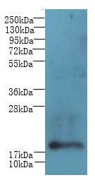 C1orf123 Antibody - Western blot. All lanes: C1orf123 antibody at 8 ug/ml+ Mouse brain tissue Goat polyclonal to rabbit at 1:10000 dilution. Predicted band size: 18 kDa. Observed band size: 18 kDa.