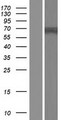 C1orf129 Protein - Western validation with an anti-DDK antibody * L: Control HEK293 lysate R: Over-expression lysate