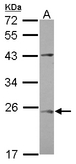 C1orf146 Antibody - Sample (30 ug of whole cell lysate) A: Raji 12% SDS PAGE C1orf146 antibody diluted at 1:1000