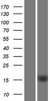 C1orf162 Protein - Western validation with an anti-DDK antibody * L: Control HEK293 lysate R: Over-expression lysate