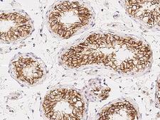 C1orf167 Antibody - Immunochemical staining of human C1orf167 in human testis with rabbit polyclonal antibody at 1:500 dilution, formalin-fixed paraffin embedded sections.