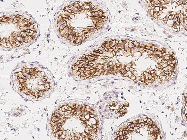 C1orf167 Antibody - Immunochemical staining of human C1orf167 in human testis with rabbit polyclonal antibody at 1:500 dilution, formalin-fixed paraffin embedded sections.