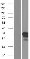 C1orf174 Protein - Western validation with an anti-DDK antibody * L: Control HEK293 lysate R: Over-expression lysate