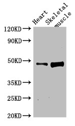 C1orf177 Antibody - Positive WB detected in:Rat heart tissue,Rat skeletal muscle tissue;All lanes:LEXM antibody at 4?g/ml;Secondary;Goat polyclonal to rabbit IgG at 1/50000 dilution;Predicted band size: 48 KDa;Observed band size: 48 KDa;