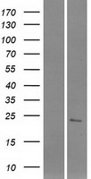 C1orf185 Protein - Western validation with an anti-DDK antibody * L: Control HEK293 lysate R: Over-expression lysate