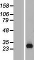 C1orf186 Protein - Western validation with an anti-DDK antibody * L: Control HEK293 lysate R: Over-expression lysate
