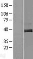 C1orf187 / DRAXIN Protein - Western validation with an anti-DDK antibody * L: Control HEK293 lysate R: Over-expression lysate