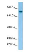C1orf2 / FAM189B Antibody - C1orf2 / FAM189B antibody Western Blot of Mouse Stomach.  This image was taken for the unconjugated form of this product. Other forms have not been tested.