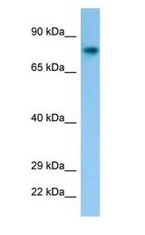 C1orf2 / FAM189B Antibody - C1orf2 / FAM189B antibody Western Blot of Mouse Stomach.  This image was taken for the unconjugated form of this product. Other forms have not been tested.