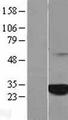 C1orf216 Protein - Western validation with an anti-DDK antibody * L: Control HEK293 lysate R: Over-expression lysate