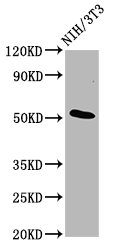 C1orf27 Antibody - Western Blot Positive WB detected in: NIH/3T3 whole cell lysate All Lanes: ODR4 antibody at 4.8µg/ml Secondary Goat polyclonal to rabbit IgG at 1/50000 dilution Predicted band size: 52, 49, 38, 48 KDa Observed band size: 52 KDa