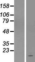 C1orf31 Protein - Western validation with an anti-DDK antibody * L: Control HEK293 lysate R: Over-expression lysate