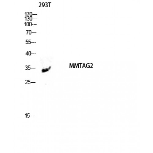 C1orf35 / MMTAG2 Antibody - Western blot of MMTAG2 antibody