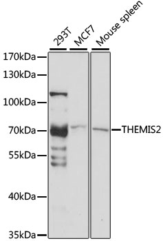 C1orf38 Antibody - Western blot analysis of extracts of various cell lines, using THEMIS2 antibody at 1:1000 dilution. The secondary antibody used was an HRP Goat Anti-Rabbit IgG (H+L) at 1:10000 dilution. Lysates were loaded 25ug per lane and 3% nonfat dry milk in TBST was used for blocking. An ECL Kit was used for detection and the exposure time was 30s.