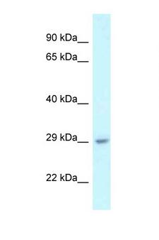 C1orf43 Antibody - C1orf43 antibody Western blot of Mouse Liver lysate. Antibody concentration 1 ug/ml.  This image was taken for the unconjugated form of this product. Other forms have not been tested.