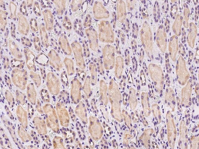 C1orf43 Antibody - Immunochemical staining of human C1orf43 in human kidney with rabbit polyclonal antibody at 1:100 dilution, formalin-fixed paraffin embedded sections.