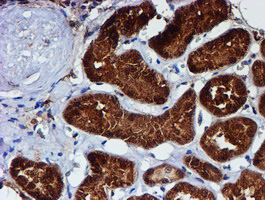 C1orf50 Antibody - IHC of paraffin-embedded Human Kidney tissue using anti-C1orf50 mouse monoclonal antibody.