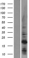 C1orf52 Protein - Western validation with an anti-DDK antibody * L: Control HEK293 lysate R: Over-expression lysate
