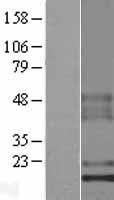 C1orf53 Protein - Western validation with an anti-DDK antibody * L: Control HEK293 lysate R: Over-expression lysate
