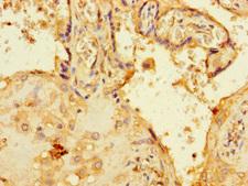 C1orf54 Antibody - Immunohistochemistry of paraffin-embedded human placenta tissue using C1orf54 Antibody at dilution of 1:100