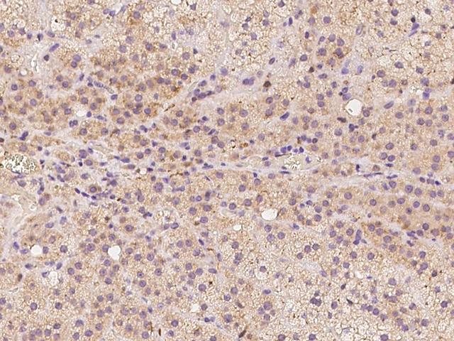 C1orf93 Antibody - Immunochemical staining of human C1orf93 in human adrenal gland with rabbit polyclonal antibody at 1:500 dilution, formalin-fixed paraffin embedded sections.