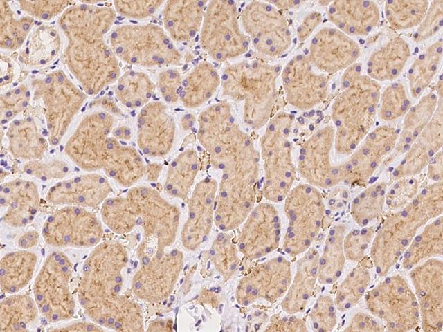 C1orf93 Antibody - Immunochemical staining of human C1orf93 in human kidney with rabbit polyclonal antibody at 1:500 dilution, formalin-fixed paraffin embedded sections.