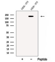 C1QDC1 / Caprin-2 Antibody - Western blot analysis of extracts of HEK293 cells using CAPRIN2 antibody. The lane on the left was treated with blocking peptide.