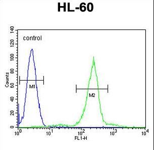 C1QG / Complement C1QC Antibody - C1QC Antibody flow cytometry of HL-60 cells (right histogram) compared to a negative control cell (left histogram). FITC-conjugated goat-anti-rabbit secondary antibodies were used for the analysis.