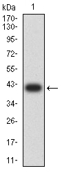 C1QG / Complement C1QC Antibody - Western blot analysis using C1QC mAb against human C1QC (AA: 115-245) recombinant protein. (Expected MW is 40 kDa)