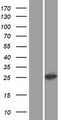 C1QL1 Protein - Western validation with an anti-DDK antibody * L: Control HEK293 lysate R: Over-expression lysate