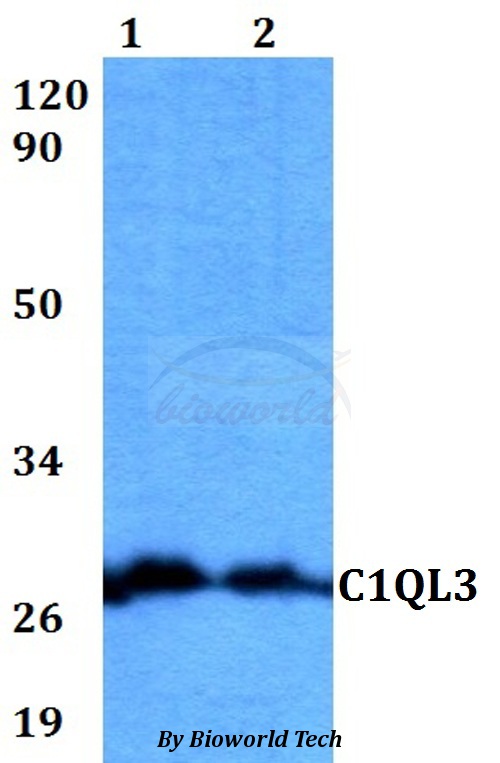C1QL3 Antibody - Western blot of C1QL3 antibody at 1:500 dilution. Lane 1: HEK293T whole cell lysate. Lane 2: Raw264.7 whole cell lysate.