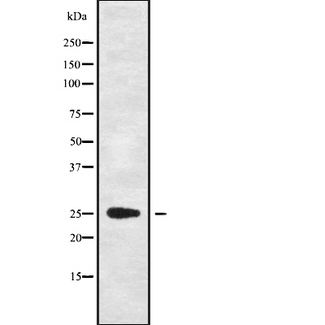 C1QL4 Antibody - Western blot analysis of C1QL4 using HepG2 whole cells lysates