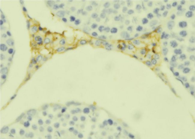 C1QL4 Antibody - 1:100 staining mouse testis tissue by IHC-P. The sample was formaldehyde fixed and a heat mediated antigen retrieval step in citrate buffer was performed. The sample was then blocked and incubated with the antibody for 1.5 hours at 22°C. An HRP conjugated goat anti-rabbit antibody was used as the secondary.