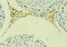 C1QL4 Antibody - 1:100 staining mouse testis tissue by IHC-P. The sample was formaldehyde fixed and a heat mediated antigen retrieval step in citrate buffer was performed. The sample was then blocked and incubated with the antibody for 1.5 hours at 22°C. An HRP conjugated goat anti-rabbit antibody was used as the secondary.