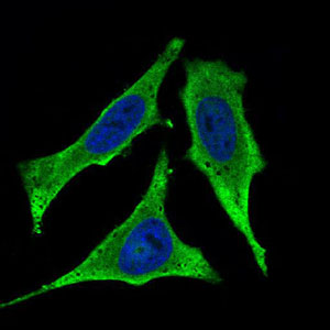 C1qRP / CD93 Antibody - Immunofluorescence of HeLa cells using CD93 mouse monoclonal antibody (green). Blue: DRAQ5 fluorescent DNA dye.