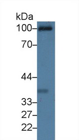 C1qRP / CD93 Antibody - Western Blot; Sample: Rat Serum; Primary Ab: 3µg/ml Rabbit Anti-Rat C1qR1 Antibody Second Ab: 0.2µg/mL HRP-Linked Caprine Anti-Rabbit IgG Polyclonal Antibody