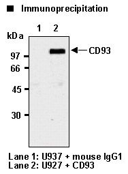 C1qRP / CD93 Antibody