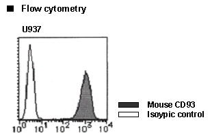 C1qRP / CD93 Antibody -  This image was taken for the unconjugated form of this product. Other forms have not been tested.
