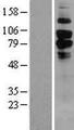 C1qRP / CD93 Protein - Western validation with an anti-DDK antibody * L: Control HEK293 lysate R: Over-expression lysate