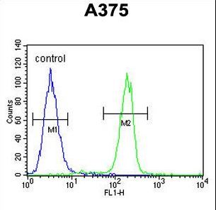 C1QTNF1 / CTRP1 Antibody - C1QTNF1 Antibody flow cytometry of A375 cells (right histogram) compared to a negative control cell (left histogram). FITC-conjugated goat-anti-rabbit secondary antibodies were used for the analysis.