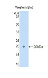 C1QTNF12 Antibody - Western blot of recombinant FAM132A.  This image was taken for the unconjugated form of this product. Other forms have not been tested.