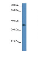 C1QTNF2 / CTRP2 Antibody - C1QTNF2 / CTRP2 antibody Western blot of Mouse Kidney lysate. Antibody concentration 1 ug/ml.  This image was taken for the unconjugated form of this product. Other forms have not been tested.