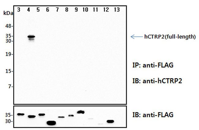 C1QTNF2 / CTRP2 Antibody - Immunoprecipitation (IP) analysis of the cell lysates from HEK293 cells transfected with empty vector or a panel of the FLAG-tagged CTRP family (full-length) followed by immunoblot analysis using anti-CTRP2 (human), pAb at 1:4,000 dilution. The immunoblot (IB) analysis demonstrates the specificity of the anti-CTRP2 (human), pAb antibody. 3: hCTRP1-FLAG (full-length) transfected HEK293 cell lysates. 4: hCTRP2-FLAG (full-length) transfected HEK293 cell lysates.. 5: hCTRP3-FLAG (full-length) transfected HEK293 cell lysates. 6: hCTRP5-FLAG (full-length) transfected HEK293 cell lysates. 7: hCTRP6-FLAG (full-length) transfected HEK293 cell lysates. 8: hCTRP7-FLAG (full-length) transfected HEK293 cell lysates. 9: hCTRP9-FLAG (full-length) transfected HEK293 cell lysates. 10: hCTRP10-FLAG (full-length) transfected HEK293 cell lysates. 11: hCTRP11-FLAG (full-length) transfected HEK293 cell lysates. 12: hCTRP13-FLAG (full-length) transfected HEK293 cell lysates. 13: Empty vector transfected HEK293 cell lysates.