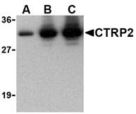 C1QTNF2 / CTRP2 Antibody - Western blot of recombinant CTRP2: (A) 5 ng, (B) 25 ng, and (C) 50 ng with anti-CTRP2 at 1 ug/ml.