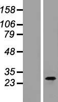 C1QTNF3 / CTRP3 Protein - Western validation with an anti-DDK antibody * L: Control HEK293 lysate R: Over-expression lysate